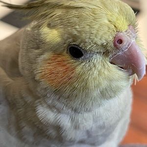 Meet your Posher, Roger